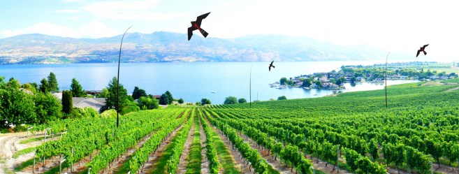 inamicheskij-otpugivatel-ptic-kruk-na-vi